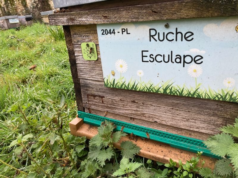 La ruche Esculape