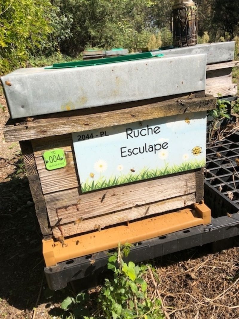 La ruche Esculape
