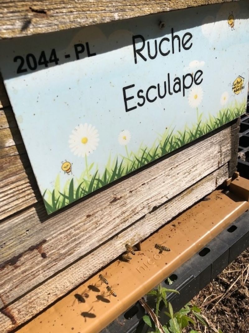 La ruche Esculape