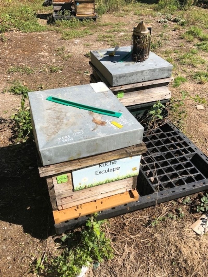La ruche Esculape