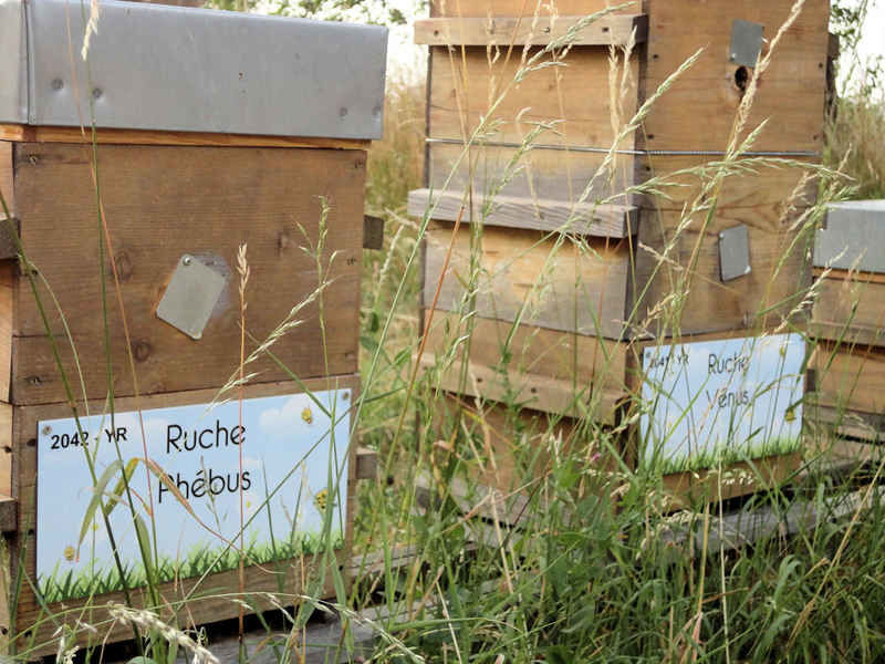La ruche Phébus