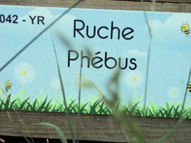 La ruche Phébus