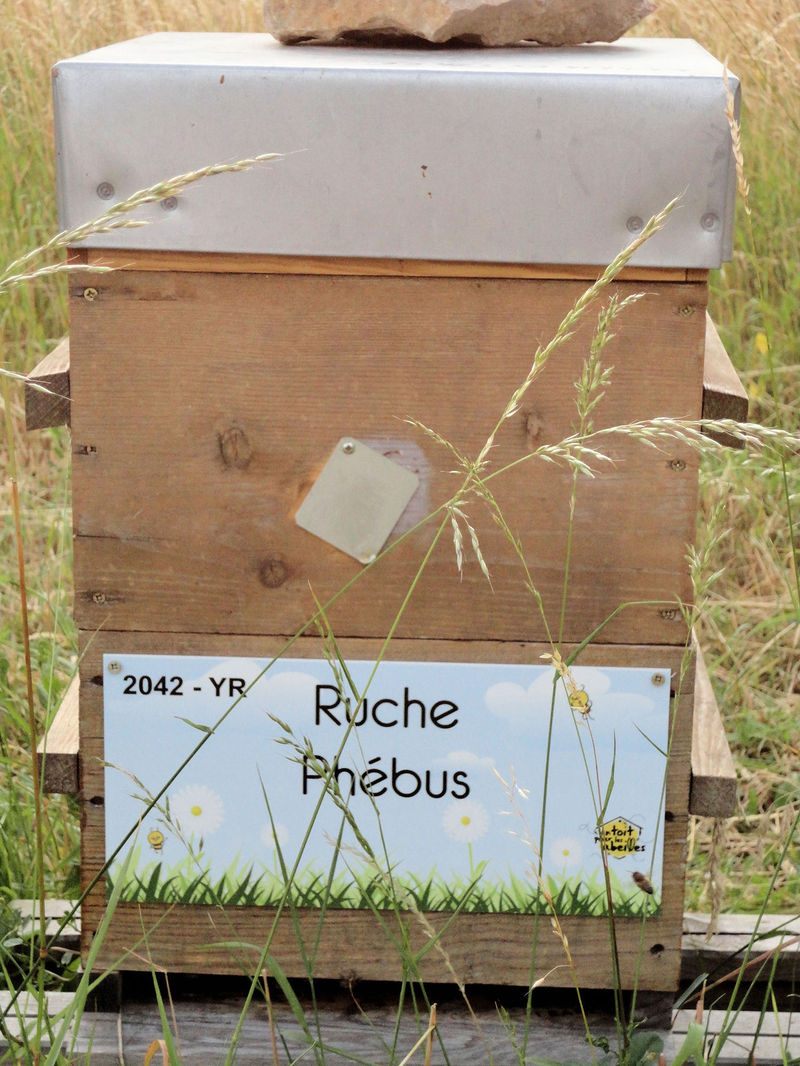 La ruche Phébus
