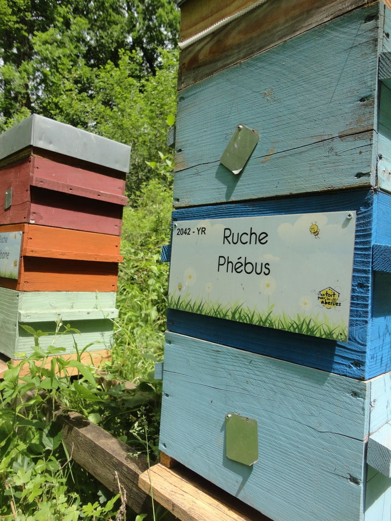 La ruche Phébus
