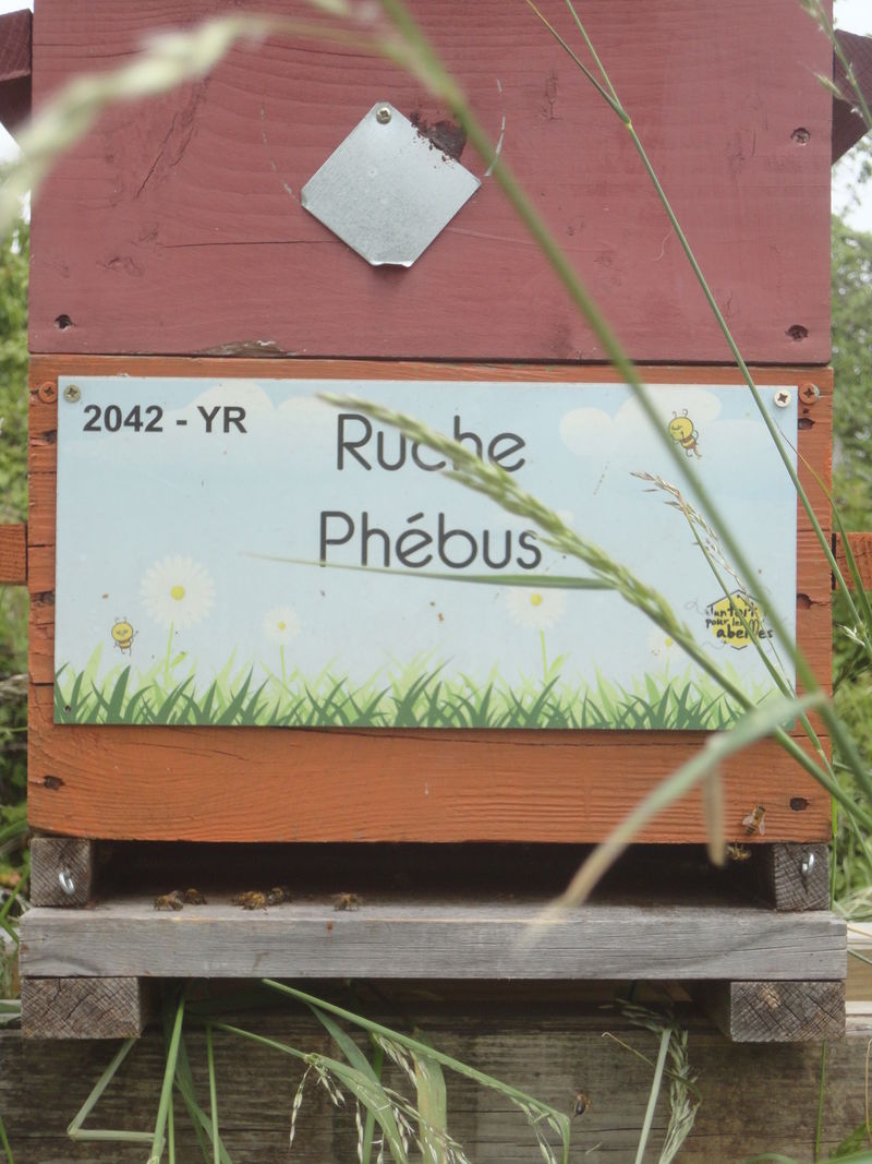 La ruche Phébus