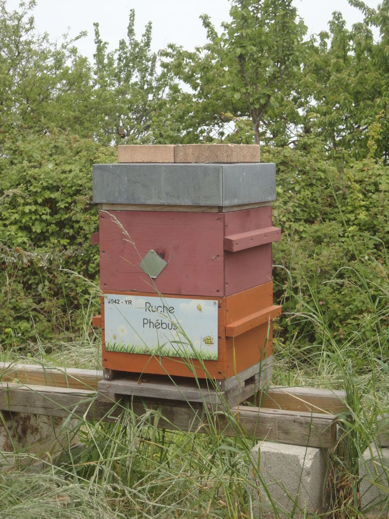La ruche Phébus