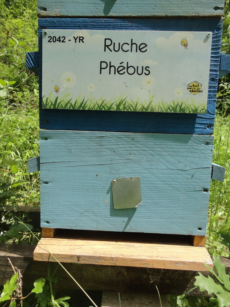 La ruche Phébus