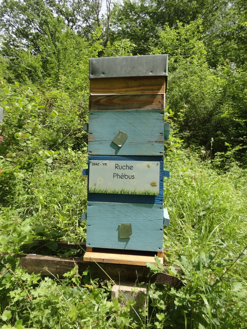 La ruche Phébus