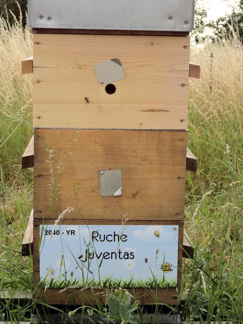 La ruche