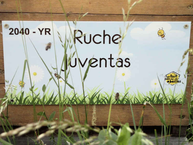 La ruche Juventas