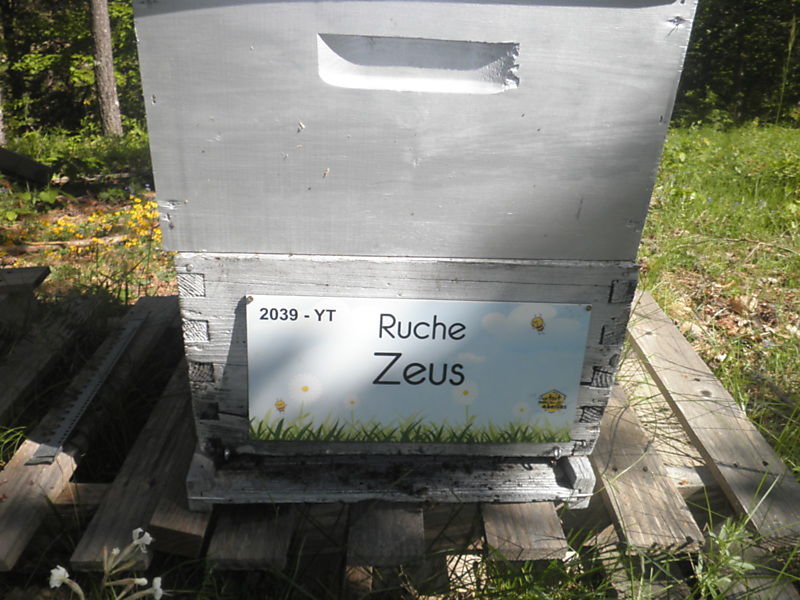 La ruche
