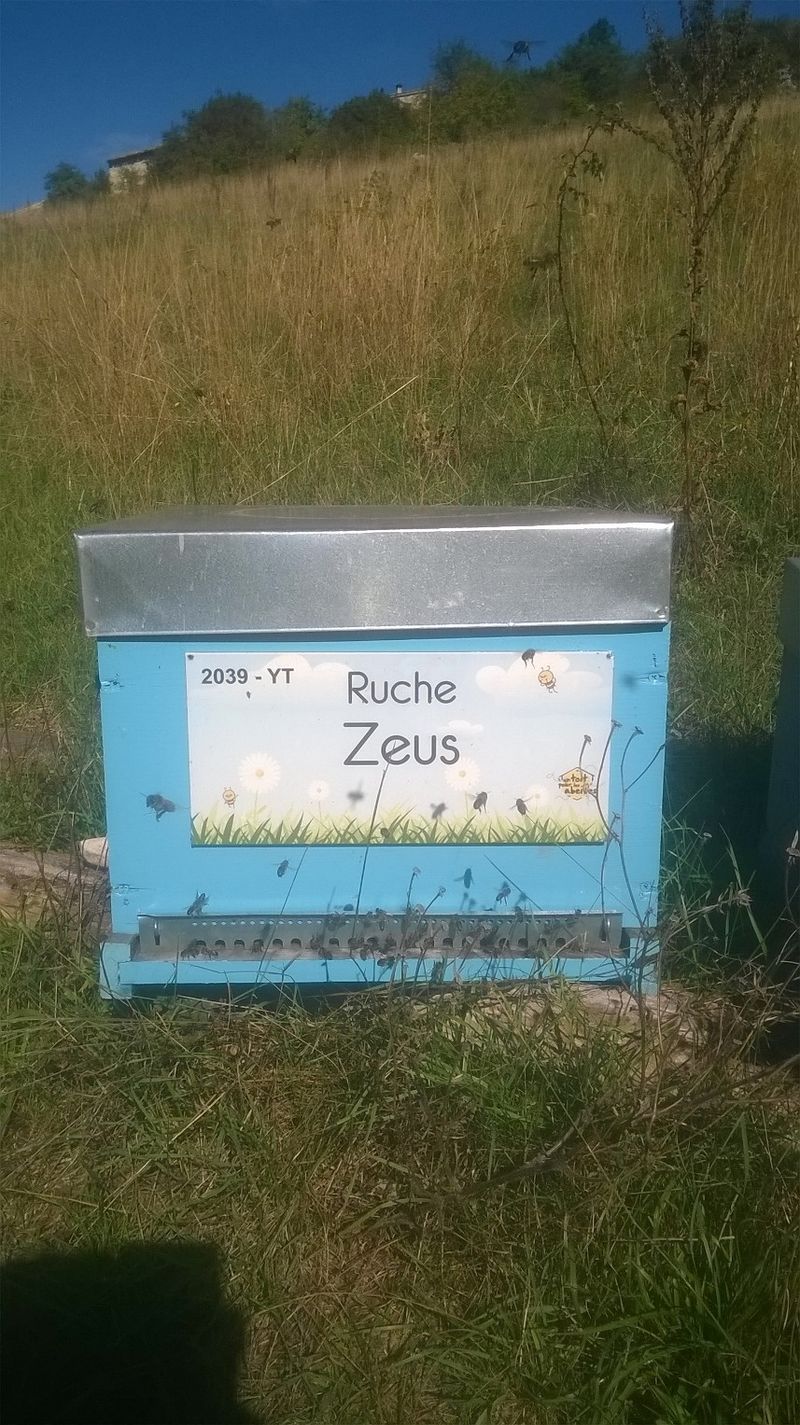 La ruche Zeus