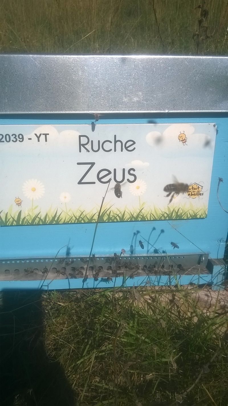 La ruche Zeus