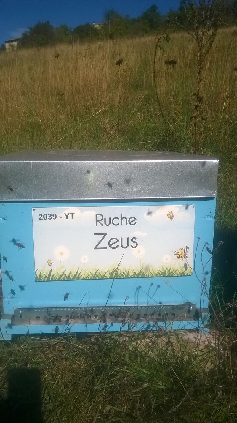 La ruche Zeus