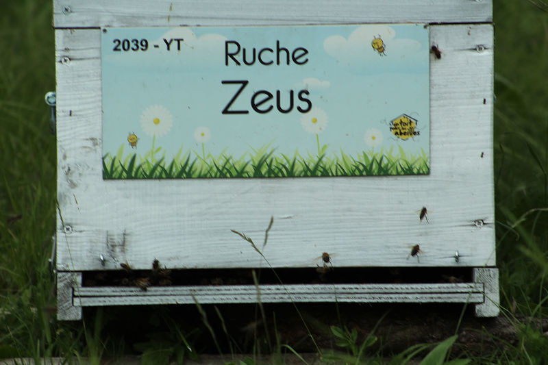 La ruche Zeus