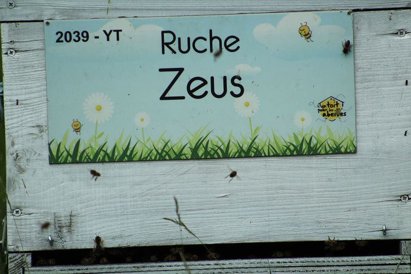 La ruche Zeus