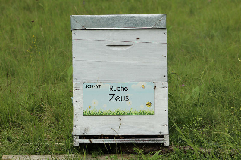 La ruche Zeus