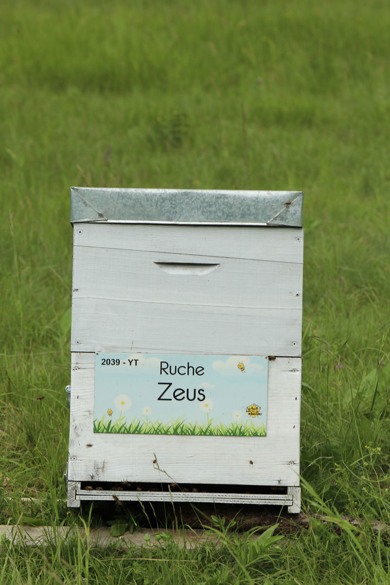 La ruche Zeus