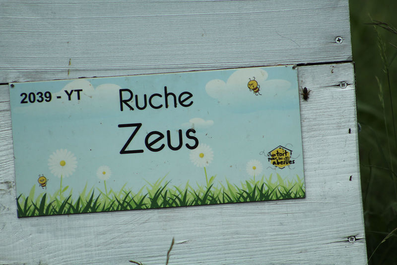 La ruche Zeus