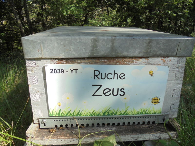 La ruche Zeus