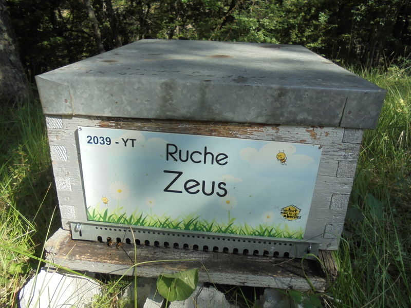 La ruche Zeus