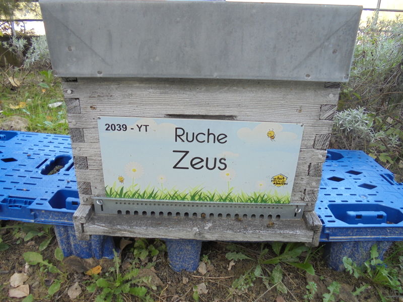 La ruche Zeus