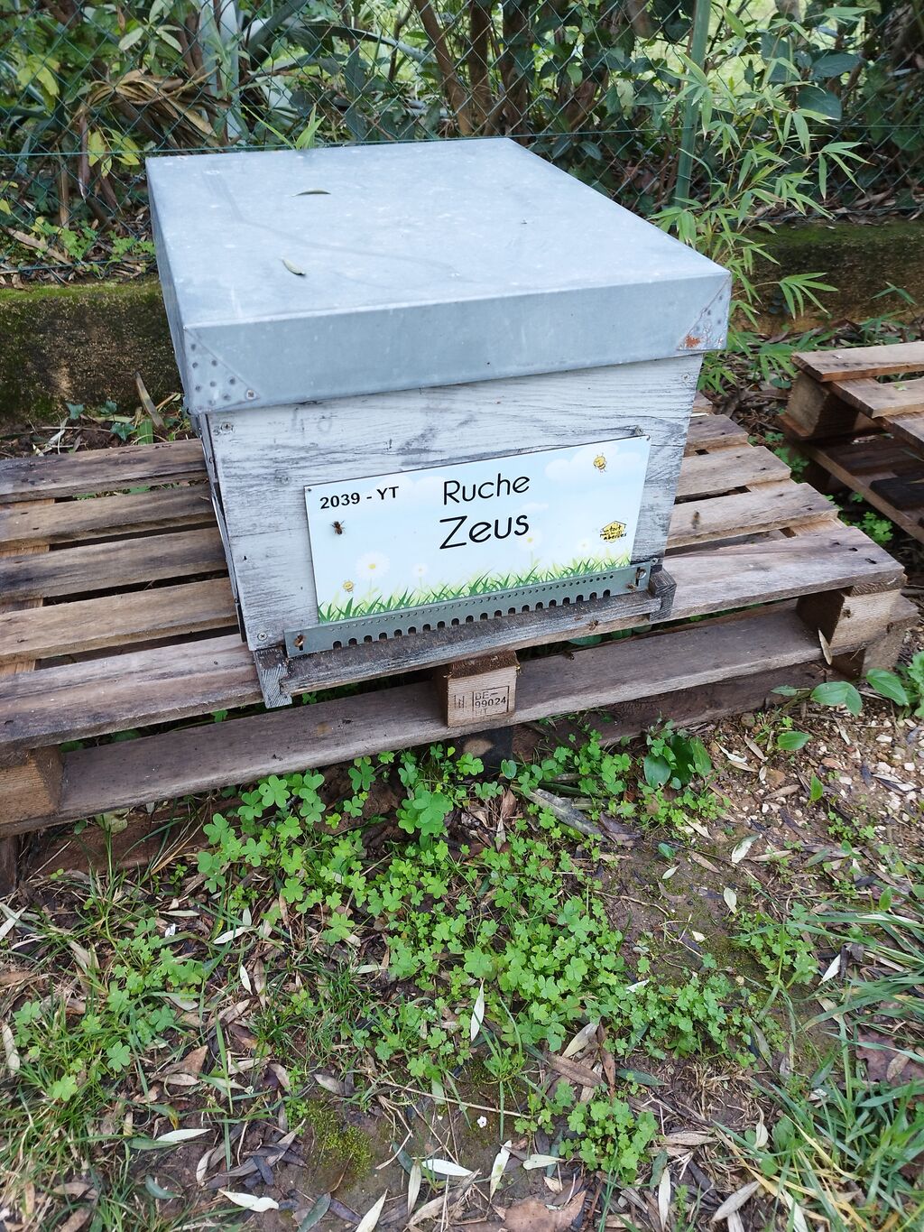 La ruche Zeus