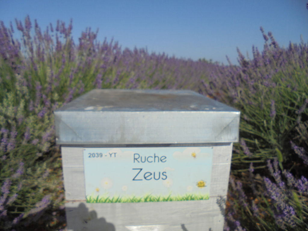 La ruche Zeus