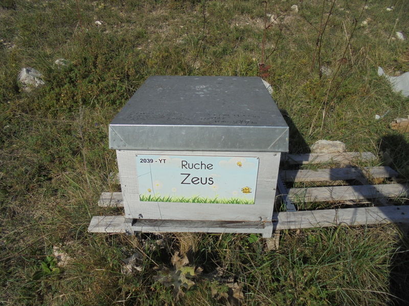 La ruche Zeus