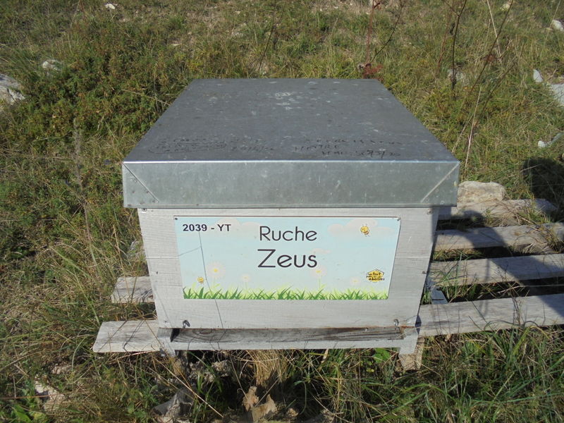 La ruche Zeus