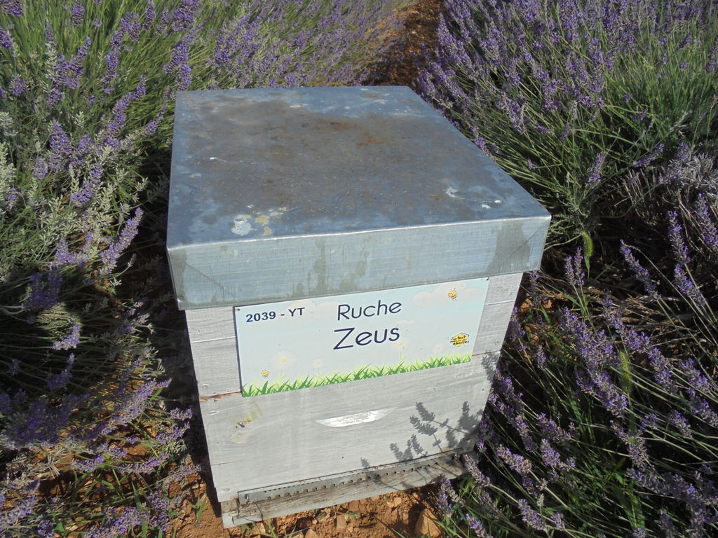 La ruche Zeus