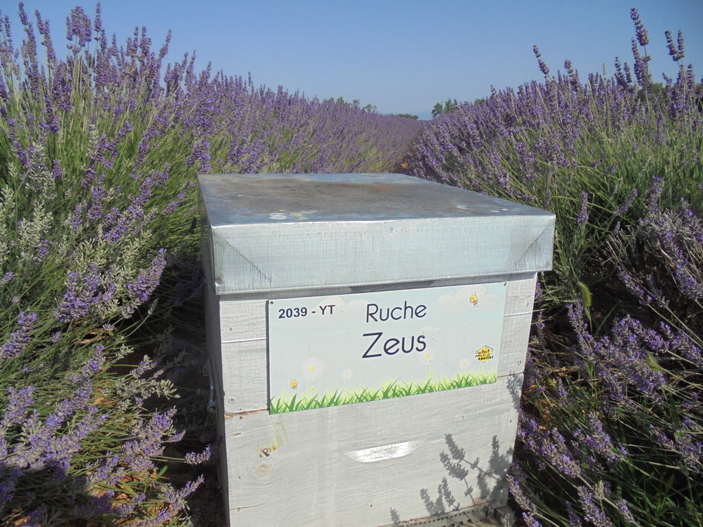 La ruche Zeus