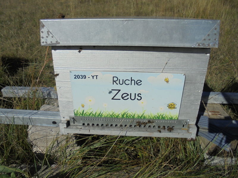 La ruche Zeus
