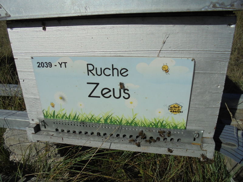 La ruche Zeus