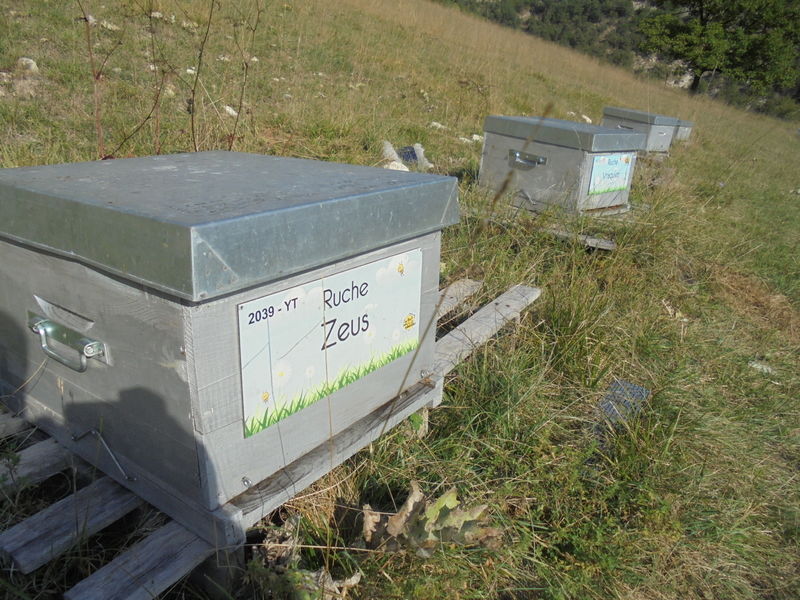 La ruche Zeus