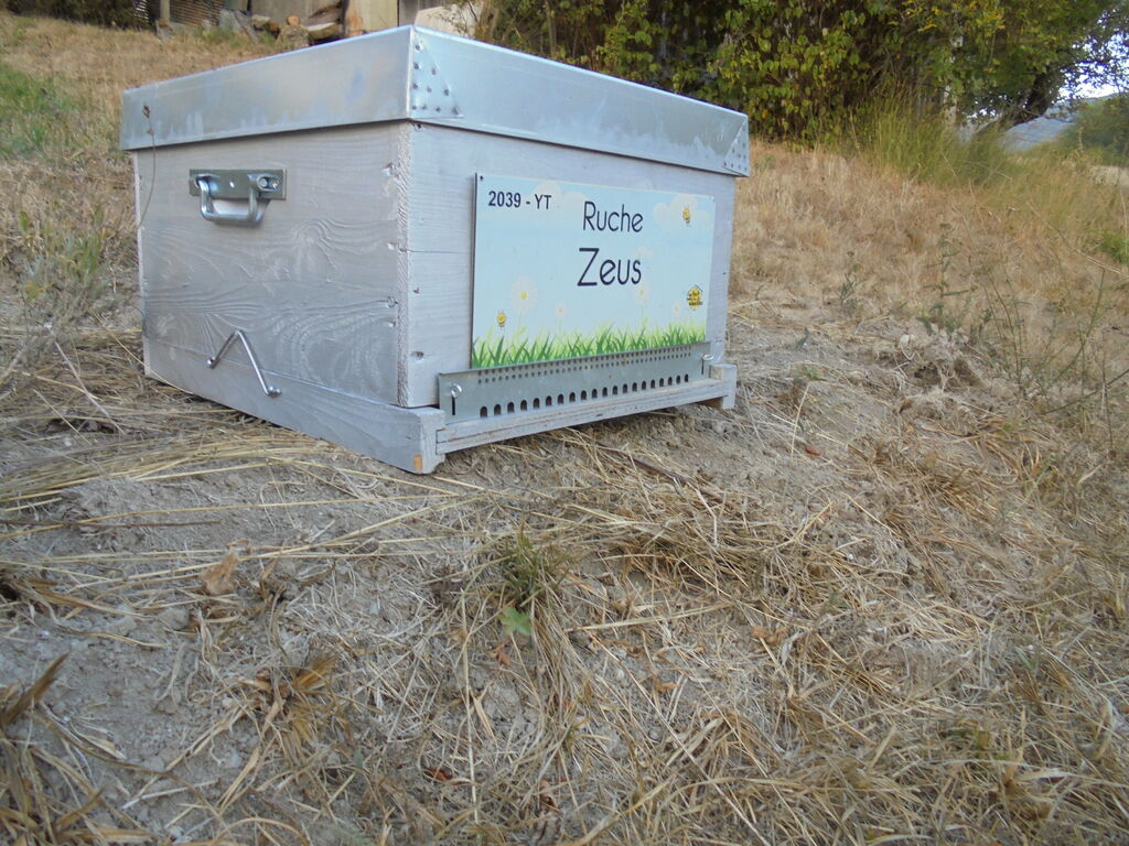 La ruche Zeus