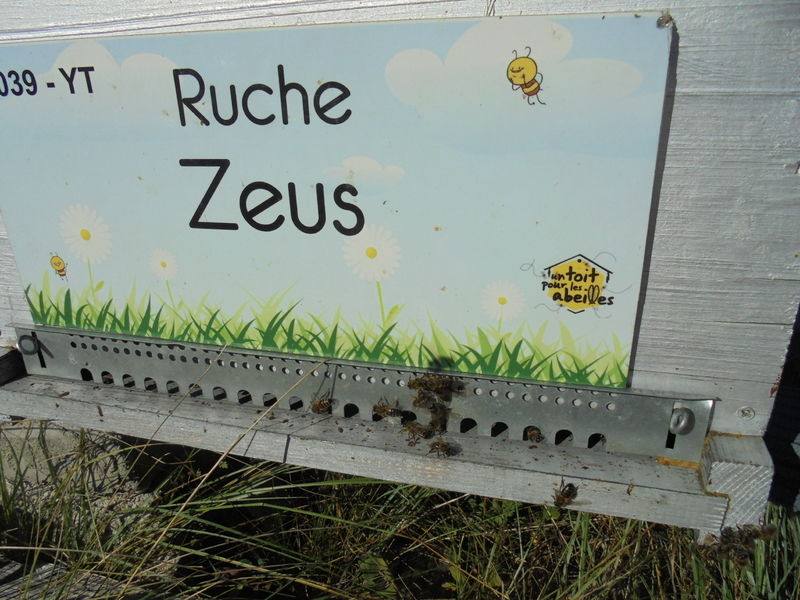 La ruche Zeus