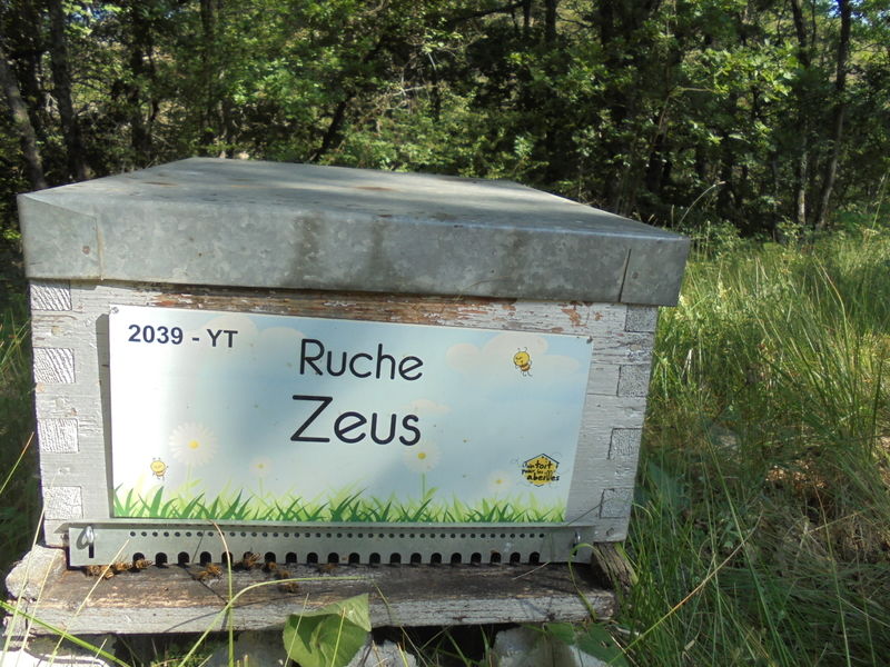 La ruche Zeus
