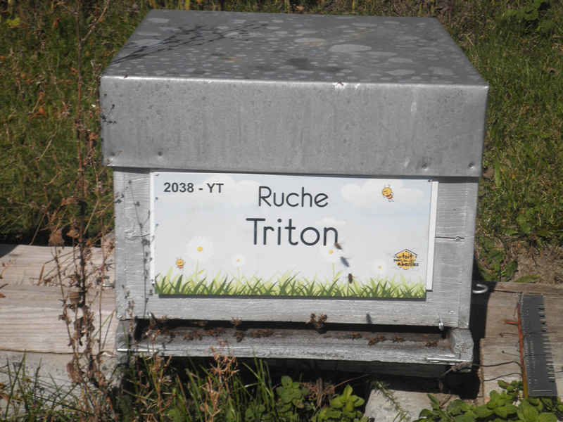La ruche Triton