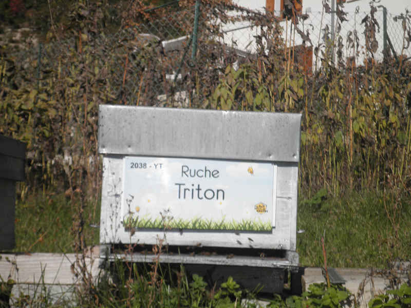 La ruche Triton