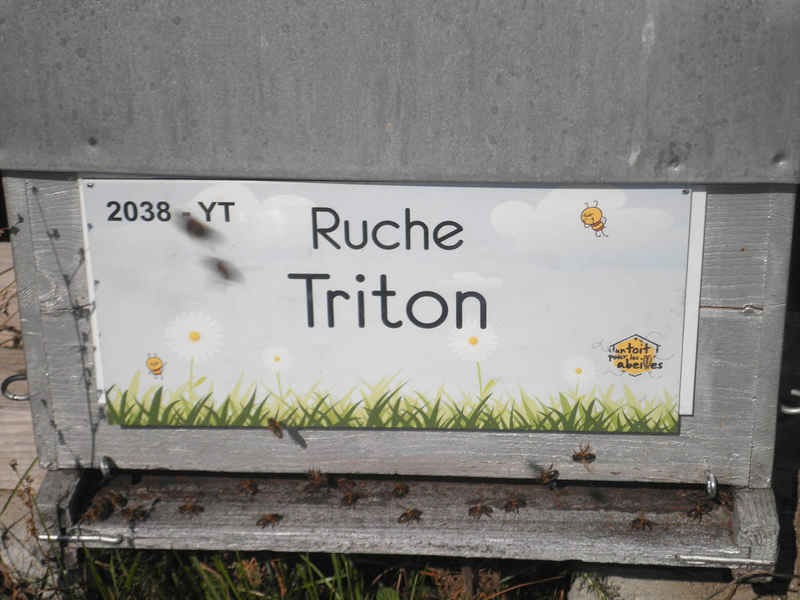 La ruche Triton
