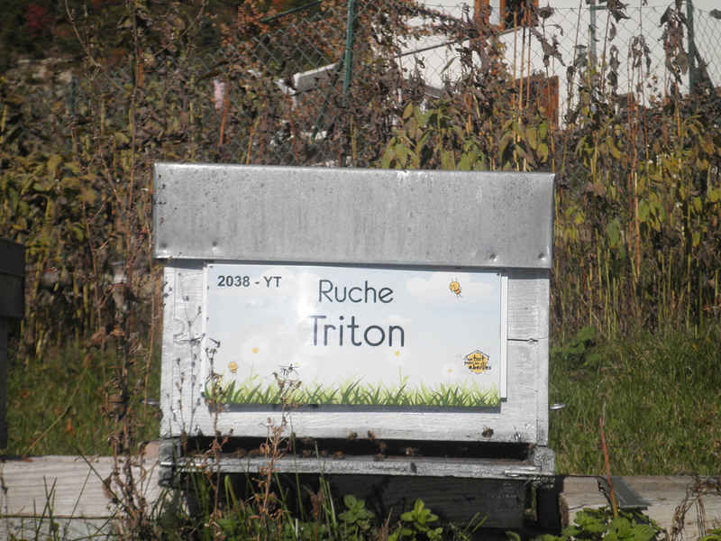 La ruche Triton