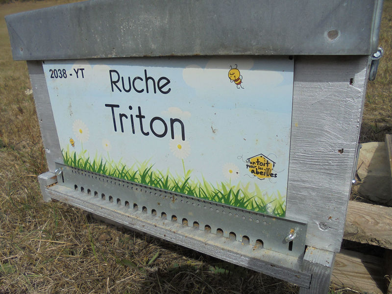 La ruche Triton