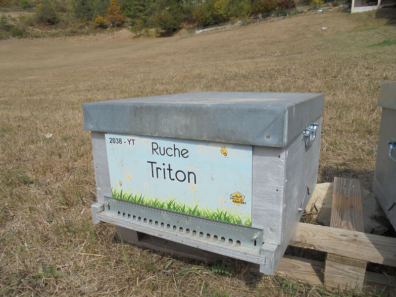 La ruche Triton