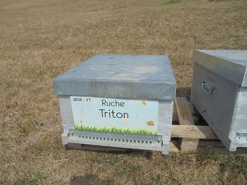 La ruche Triton