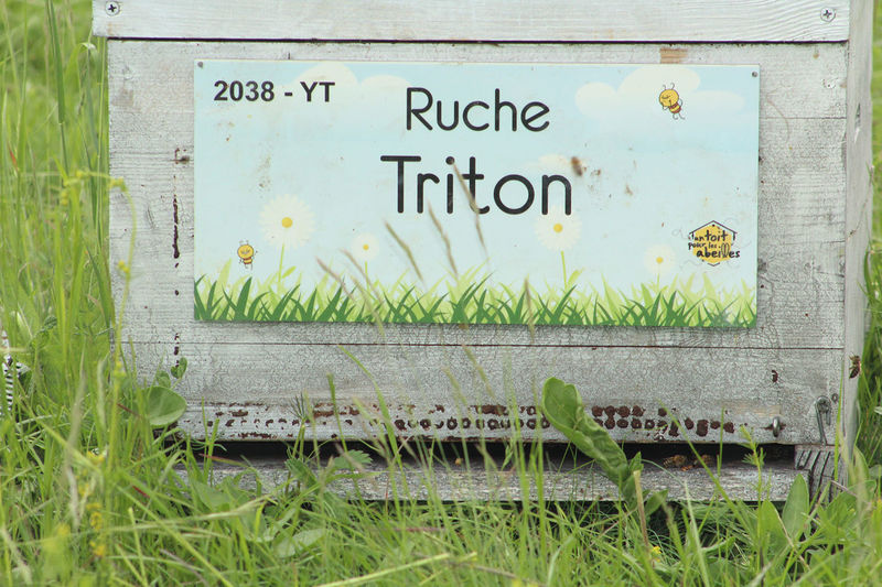 La ruche Triton