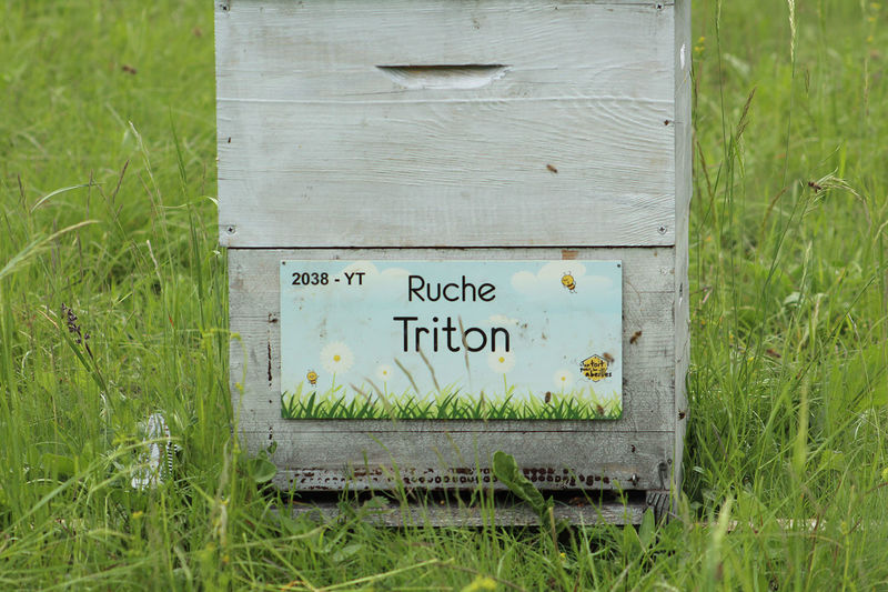 La ruche Triton
