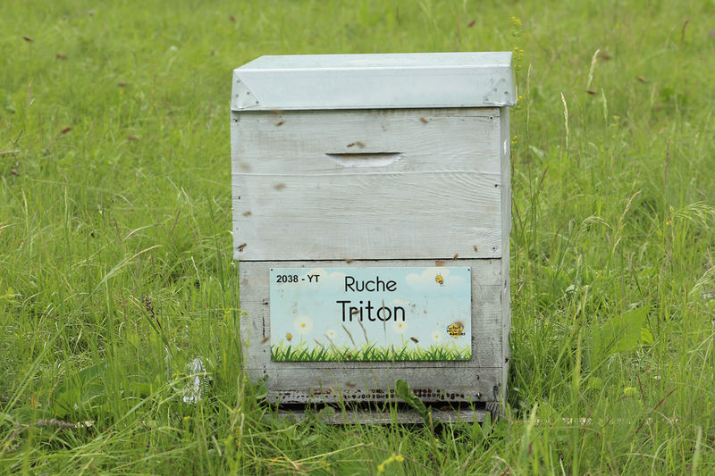La ruche Triton
