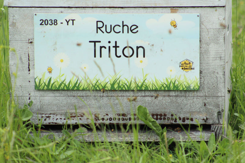 La ruche Triton