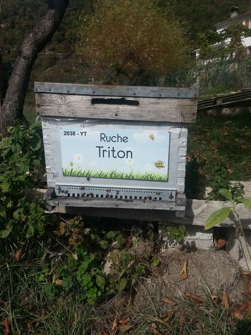 La ruche Triton